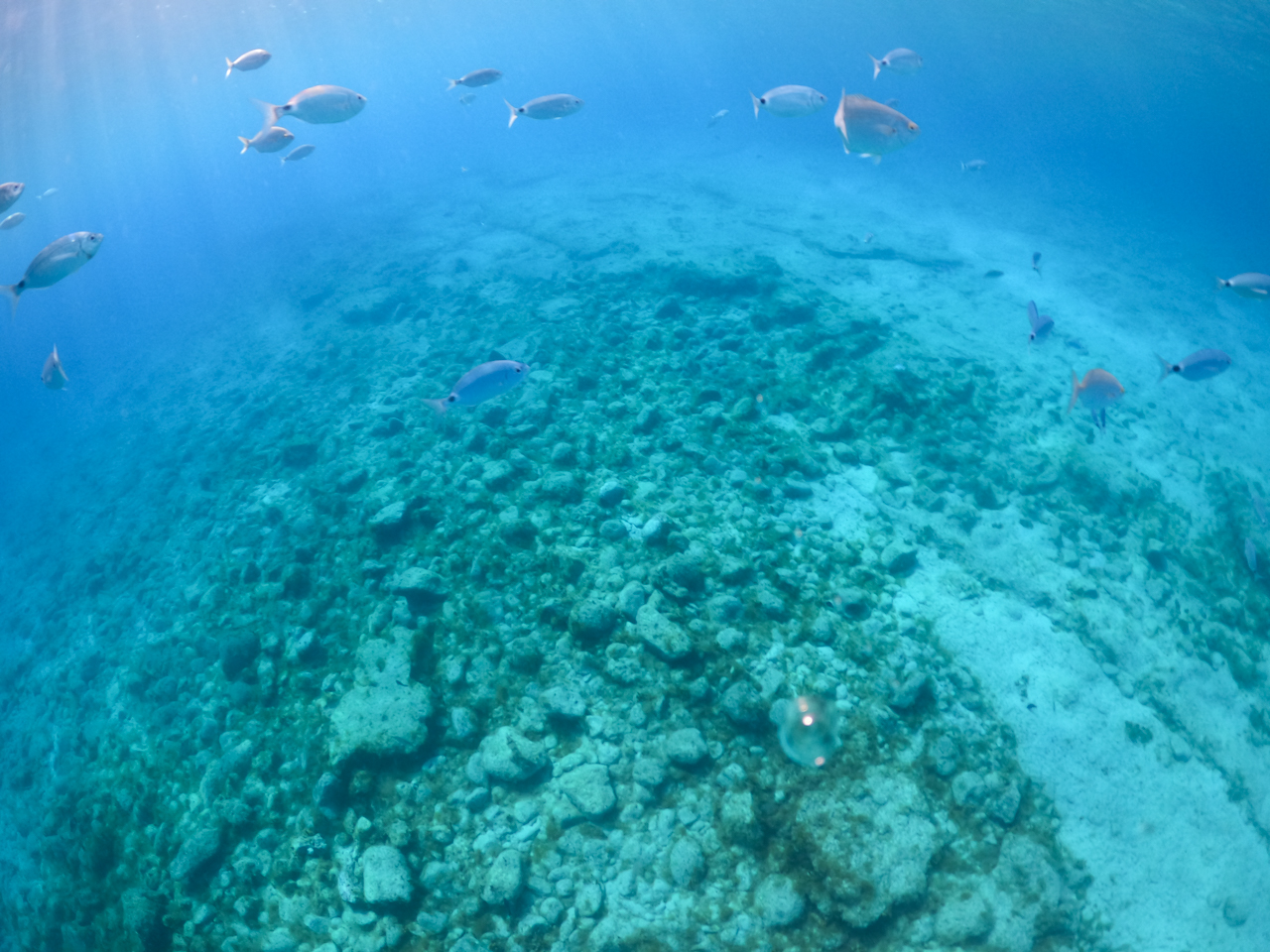 peces isla de lobos snorkel