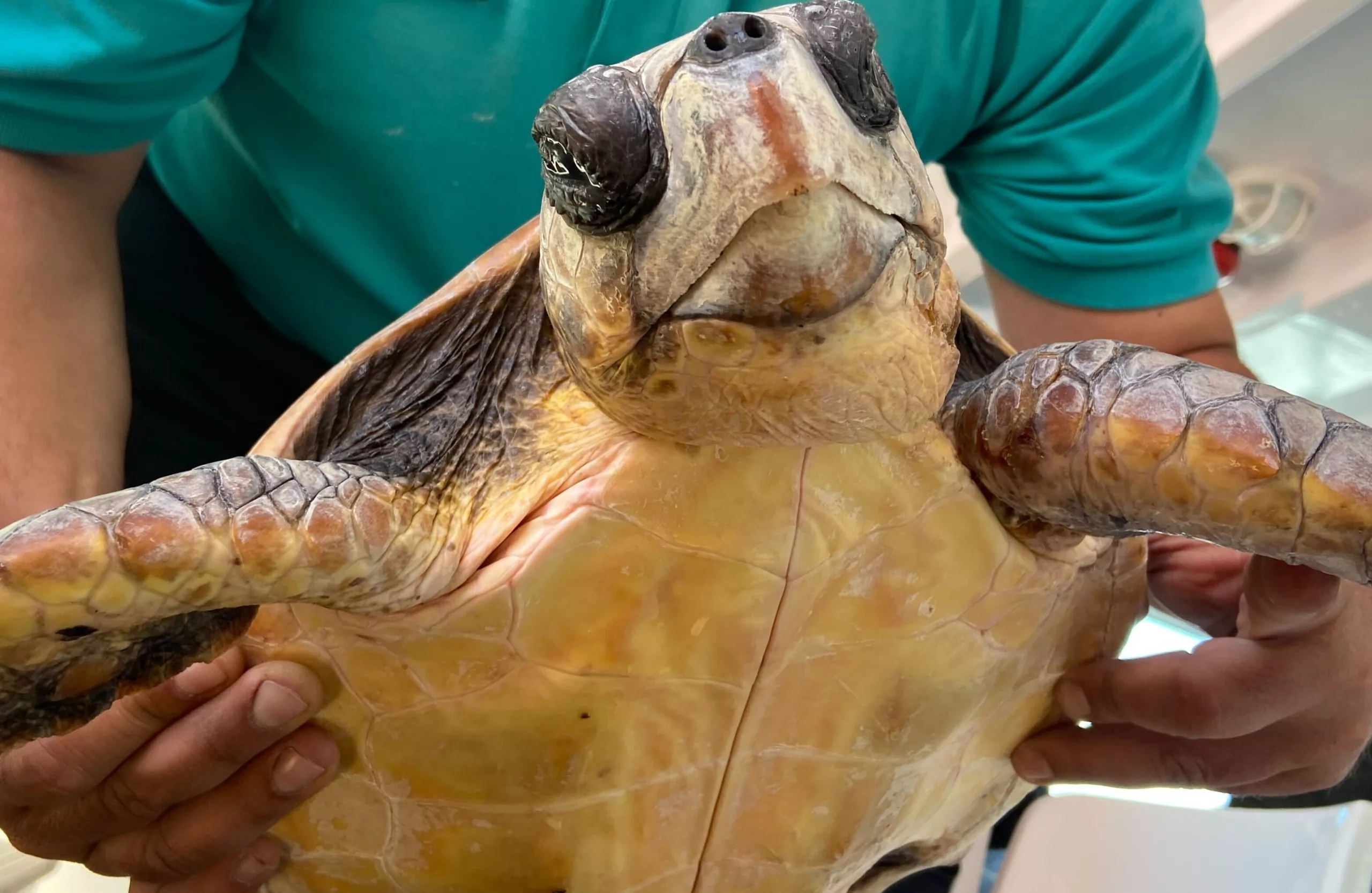 Tortuga en la Isla de Lobos