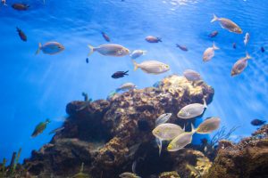 biodiversity on Lobos Island